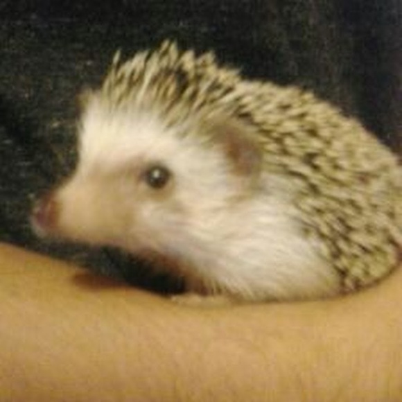 Meet your Posher, Nashali - Picture 1 of 1